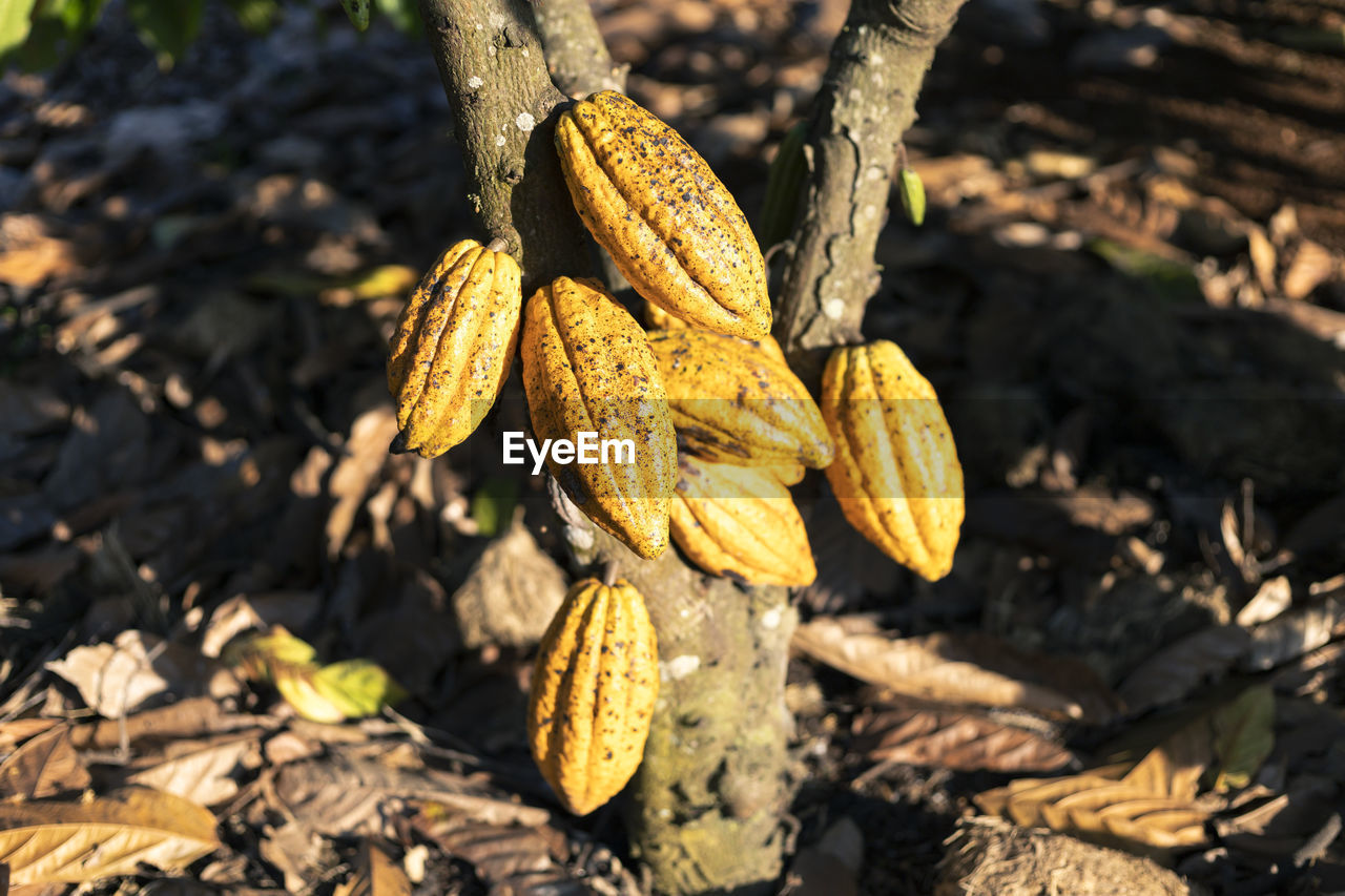 leaf, flower, nature, plant, yellow, autumn, food, food and drink, tree, no people, close-up, day, sunlight, plant part, land, outdoors, focus on foreground, growth, vegetable, agriculture, healthy eating, field, macro photography