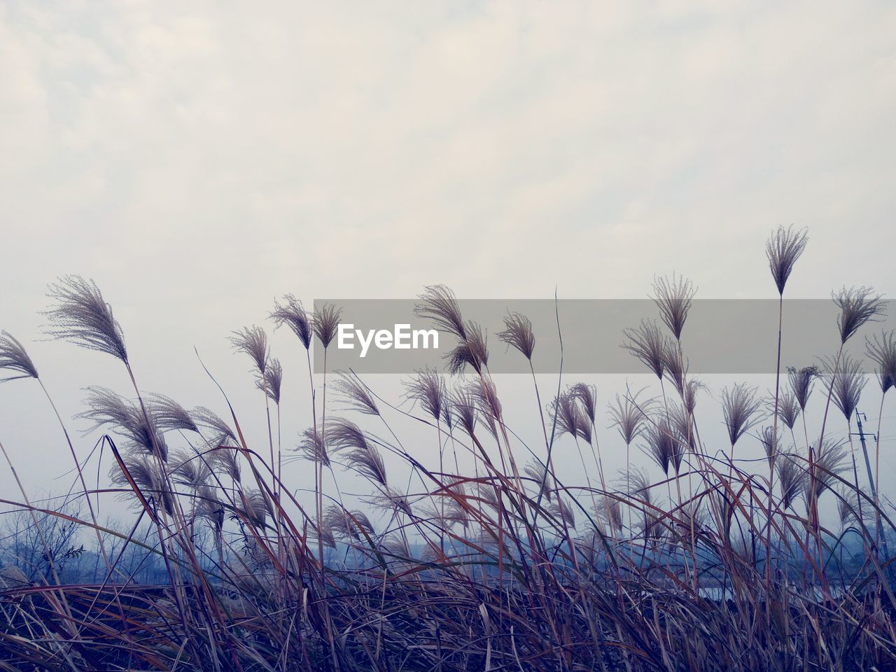 Close-up of plants growing on field against sky