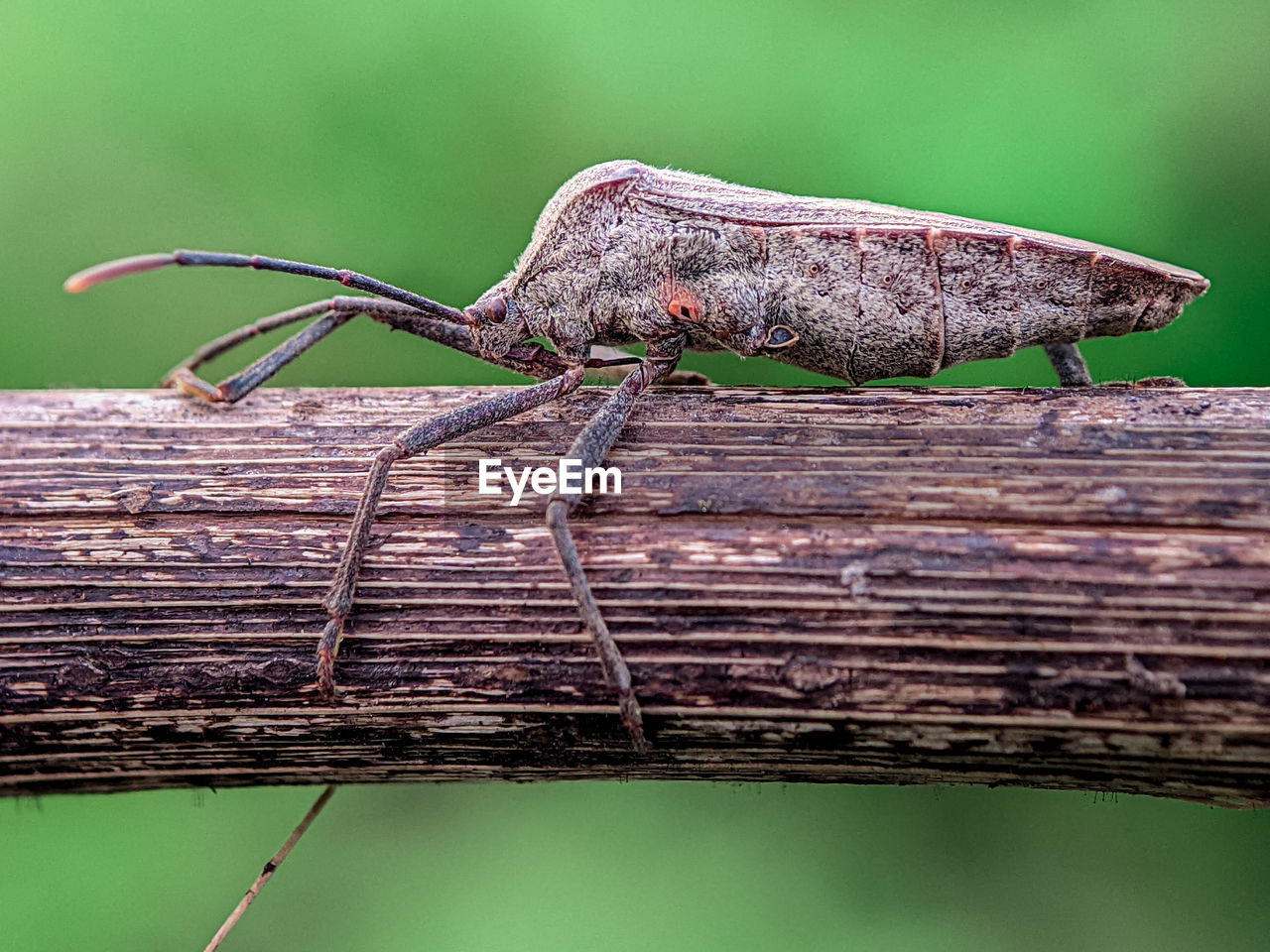 animal themes, animal, animal wildlife, one animal, insect, wildlife, nature, macro photography, close-up, green, tree, grasshopper, no people, reptile, animal body part, branch, side view, outdoors, lizard, leaf, moth, plant, focus on foreground, wood, day, full length