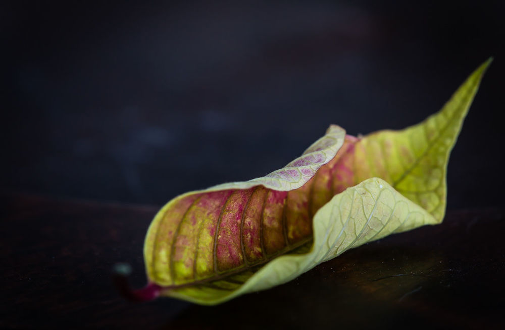 CLOSE-UP OF LEAVES ON TABLE