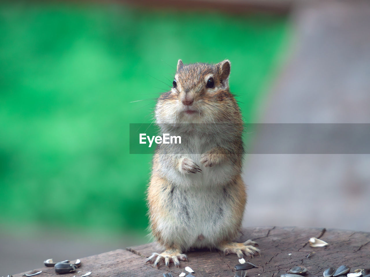 animal, animal themes, animal wildlife, rodent, one animal, mammal, squirrel, whiskers, chipmunk, hamster, wildlife, no people, focus on foreground, cute, close-up, wood, sitting, outdoors, muridae, full length, nature, portrait, day, pet, mouse