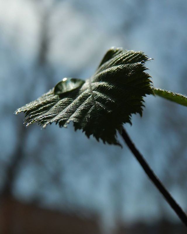 CLOSE-UP OF PLANT AGAINST BLURRED BACKGROUND