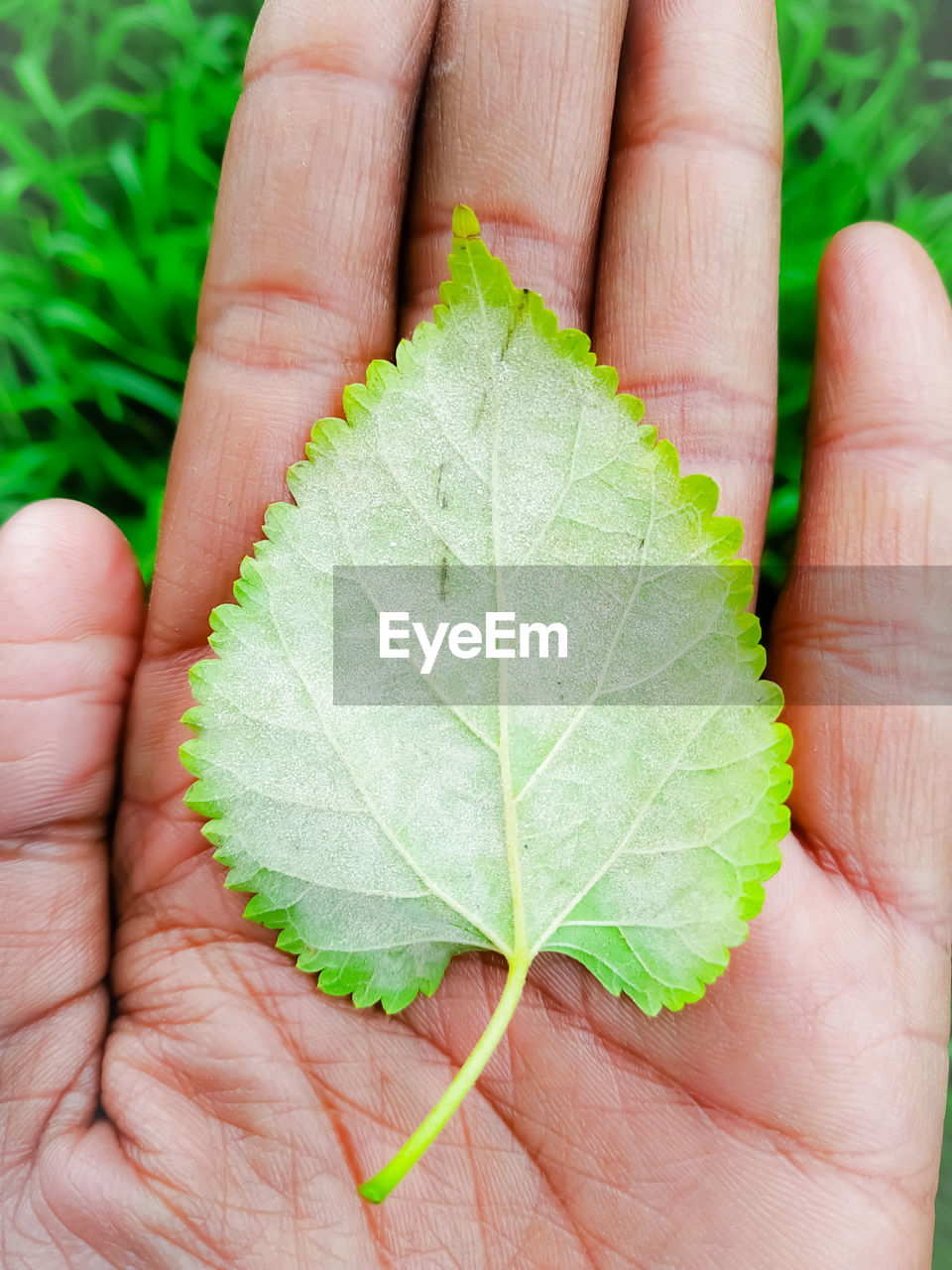 Cropped image of person holding leaf