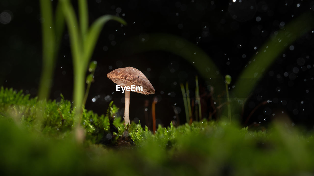 green, plant, mushroom, nature, macro photography, fungus, grass, night, vegetable, no people, growth, selective focus, beauty in nature, land, water, outdoors, wet, forest, food, close-up, leaf, drop, tree, rain