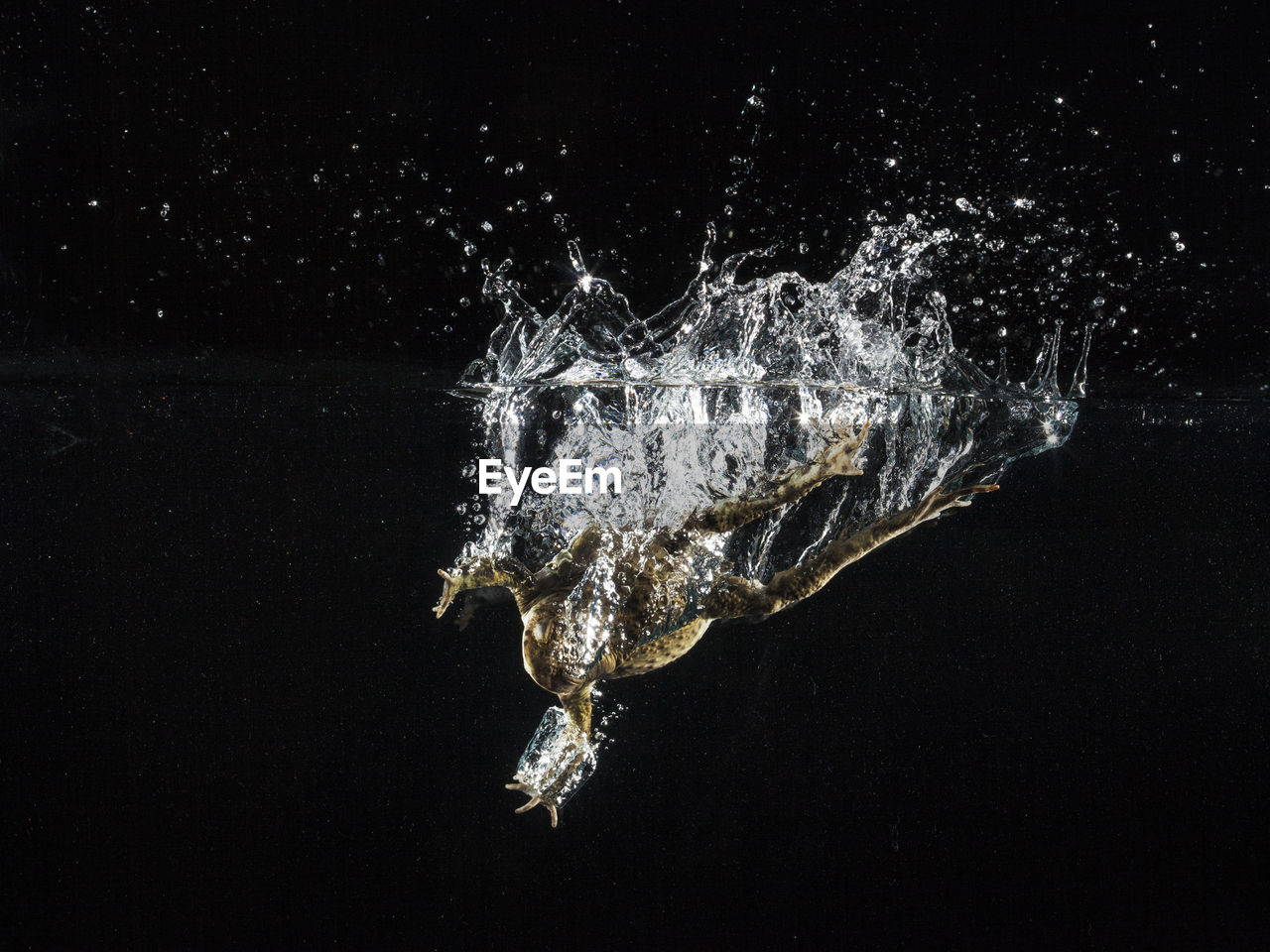 Close-up of frog swimming in underwater against black background