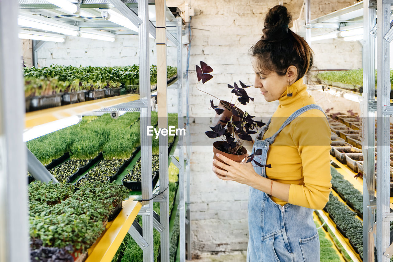 Young female farmer growing microgreens on indoor vertical garden. woman looking after plants. 