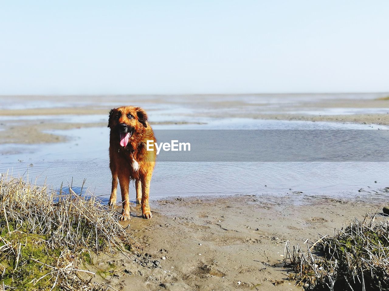DOG STANDING ON BEACH AGAINST SEA