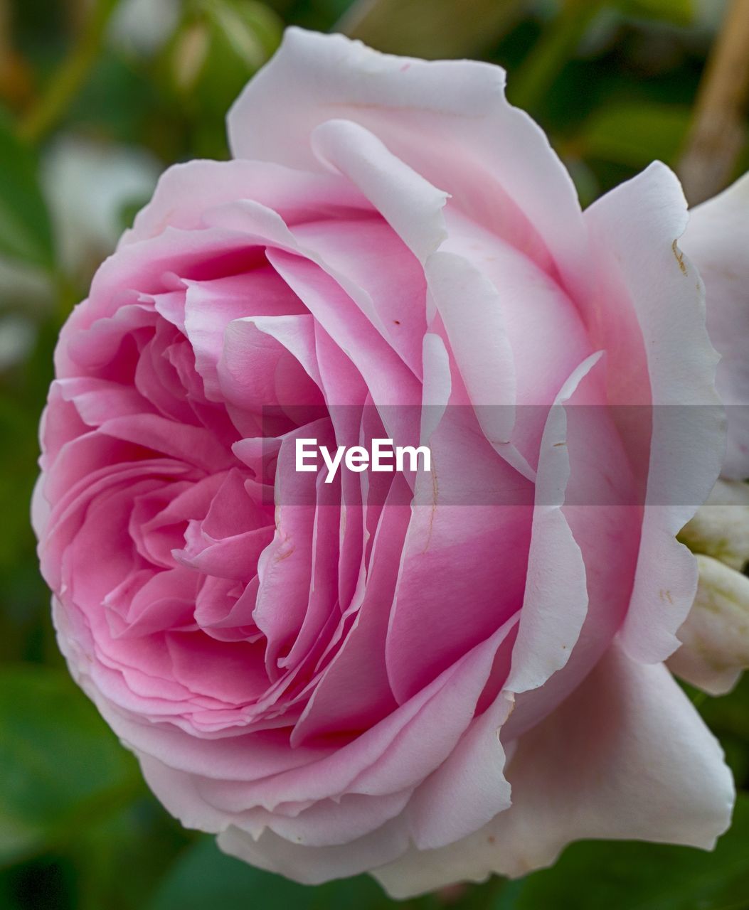 Close-up of pink rose