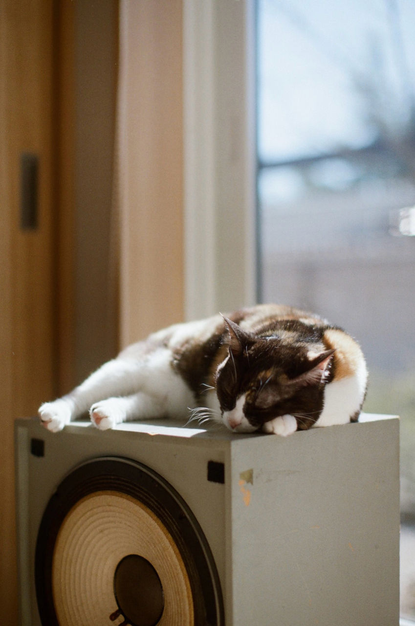 pet, animal themes, animal, one animal, mammal, domestic animals, indoors, canine, dog, white, no people, cat, room, washing machine, fun, humor, carnivore, day, focus on foreground