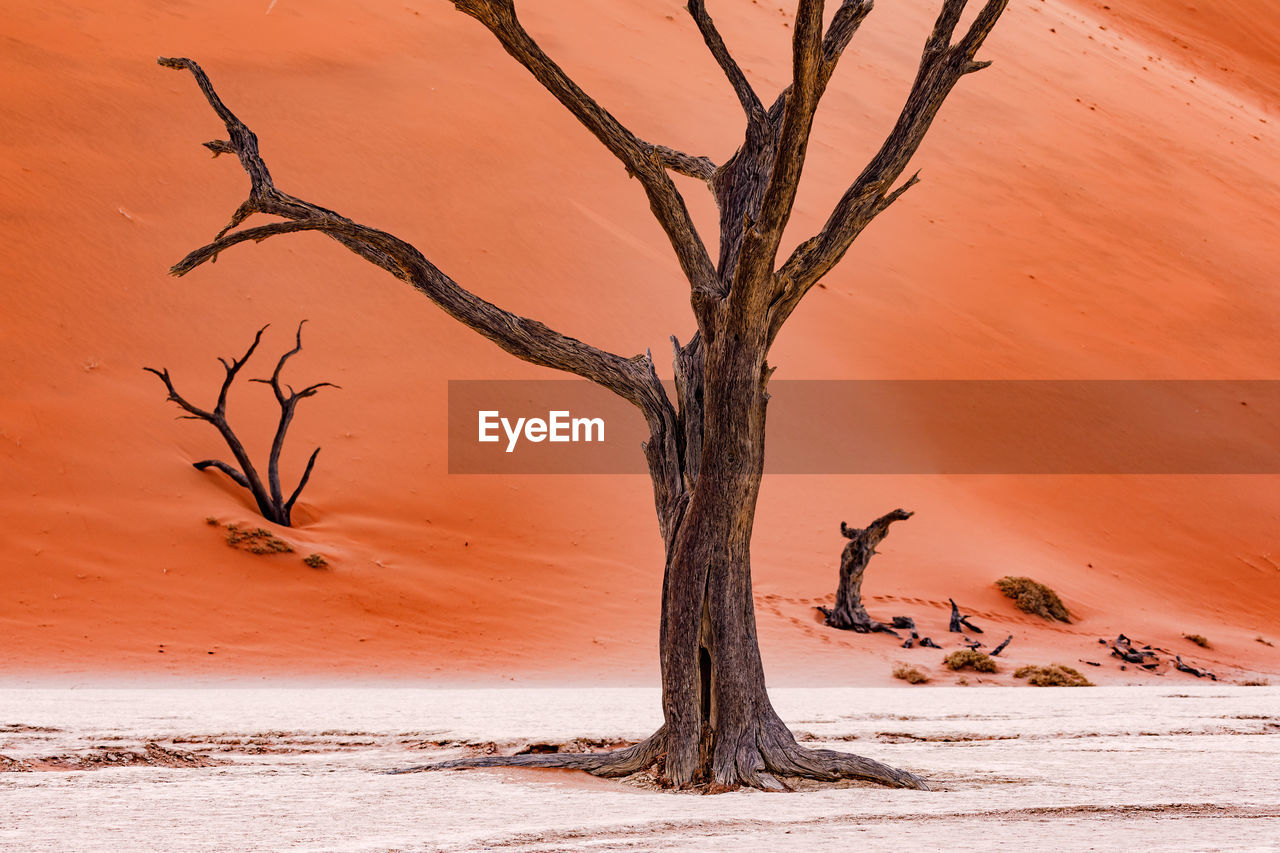 A dead tree in the namibian dead vlei stands elegantly in the salt pan of the red desert