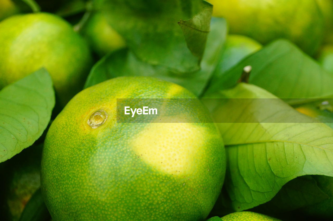 CLOSE-UP OF GREEN FRUITS