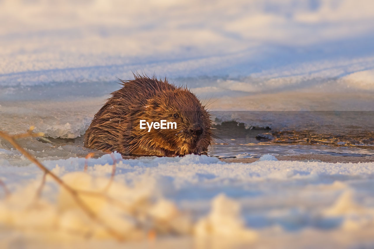 animal, animal themes, animal wildlife, one animal, wildlife, mammal, nature, no people, hedgehog, close-up, winter, monotreme, erinaceidae, selective focus, snow, water, porcupine, day, land, outdoors, cold temperature, echidna