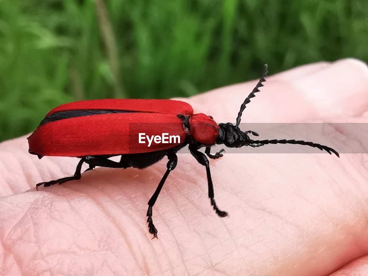 beetle, animal themes, animal, insect, hand, one animal, animal wildlife, one person, close-up, macro photography, wildlife, finger, focus on foreground, red, nature, holding, day, outdoors