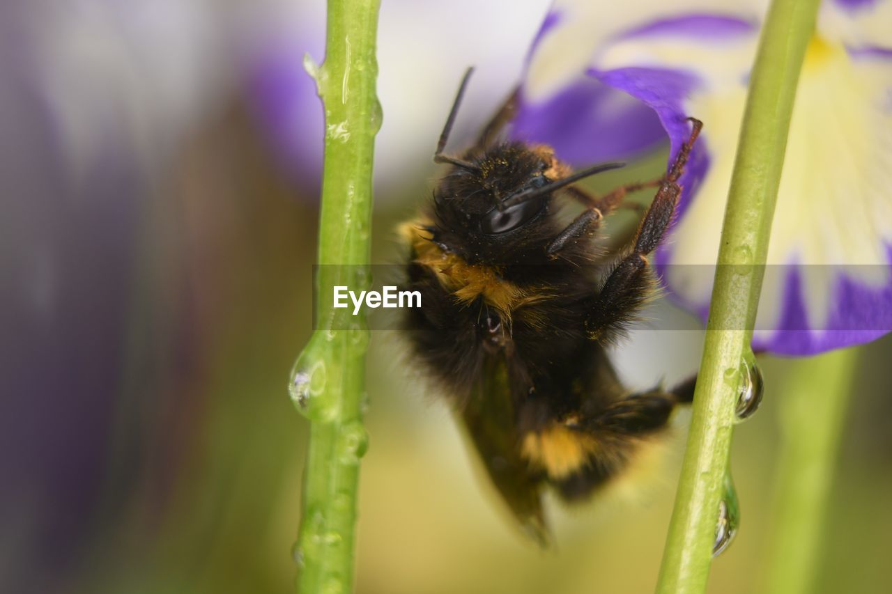 CLOSE-UP OF HONEY BEE POLLINATING ON FLOWER