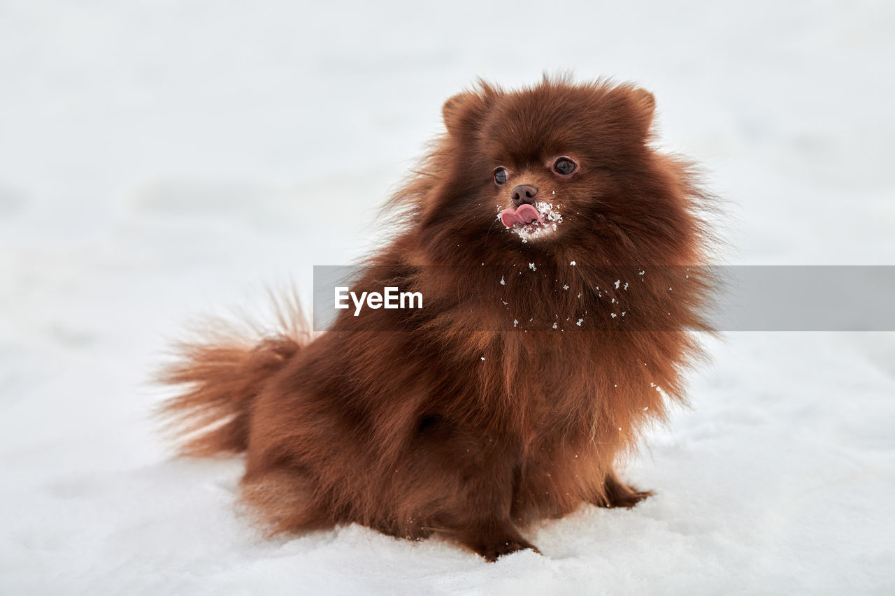 animal themes, animal, mammal, pomeranian, german spitz, one animal, pet, snow, dog, winter, cold temperature, german spitz klein, domestic animals, cute, animal hair, no people, carnivore, portrait, animal wildlife, nature, close-up, brown, canine, young animal, wildlife, sitting, puppy, looking at camera, outdoors