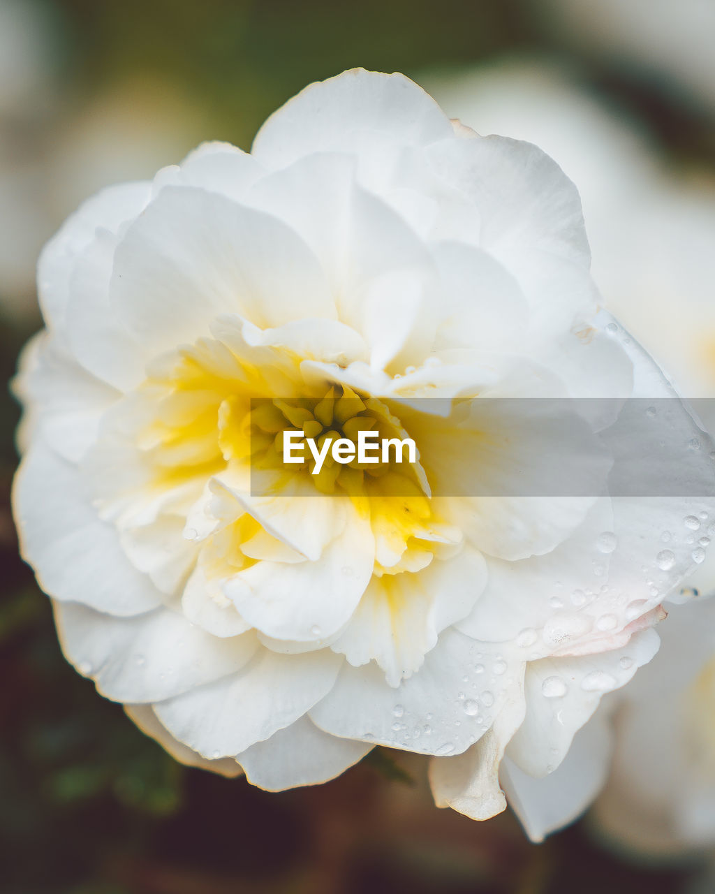 CLOSE-UP OF WHITE ROSE FLOWER WITH WATER DROPS ON PLANT