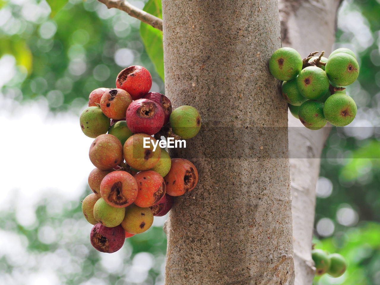 CLOSE-UP OF BERRIES HANGING ON TREE