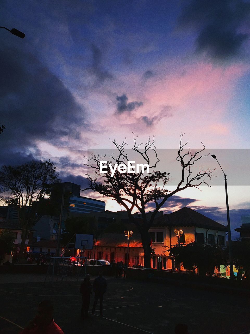 Tree by buildings in town against sky during sunset