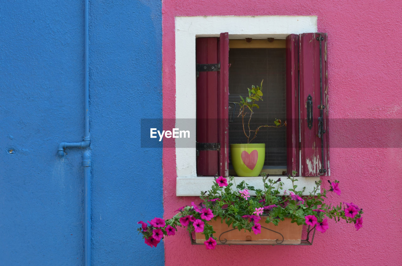 Window box and potted plant on pink wall