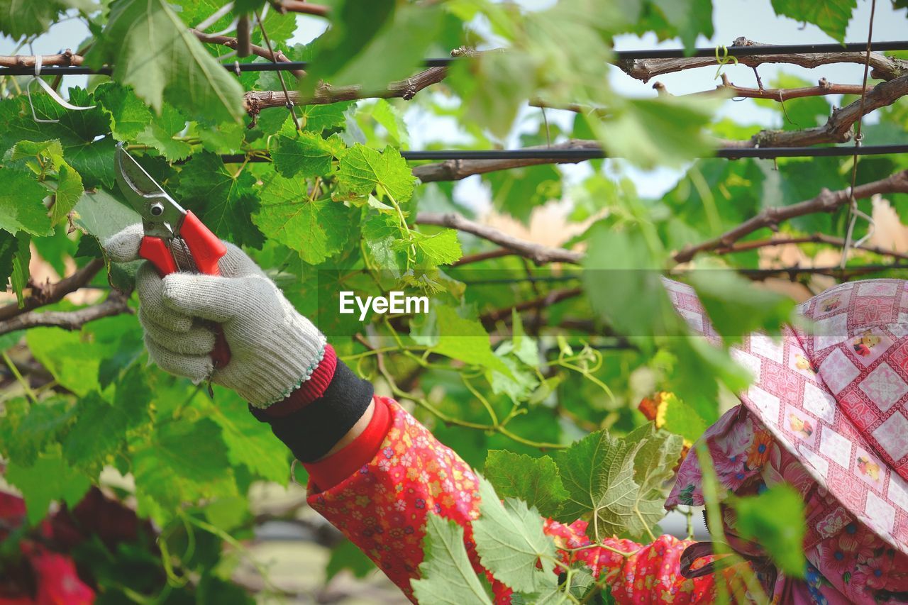 Close-up of person pruning grapes