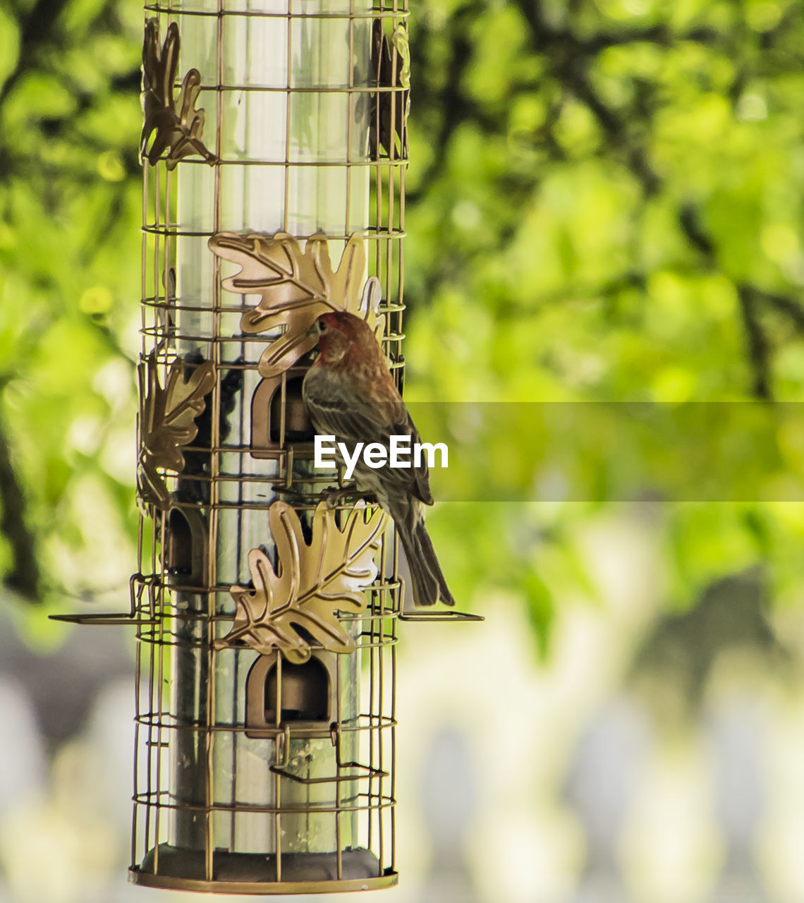 CLOSE-UP OF BIRD PERCHING ON A FEEDER