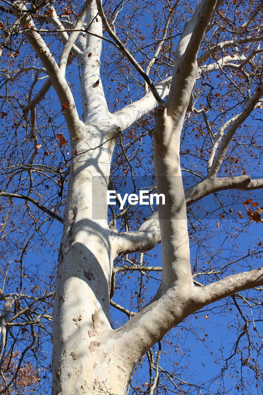 LOW ANGLE VIEW OF BARE TREES AGAINST SKY