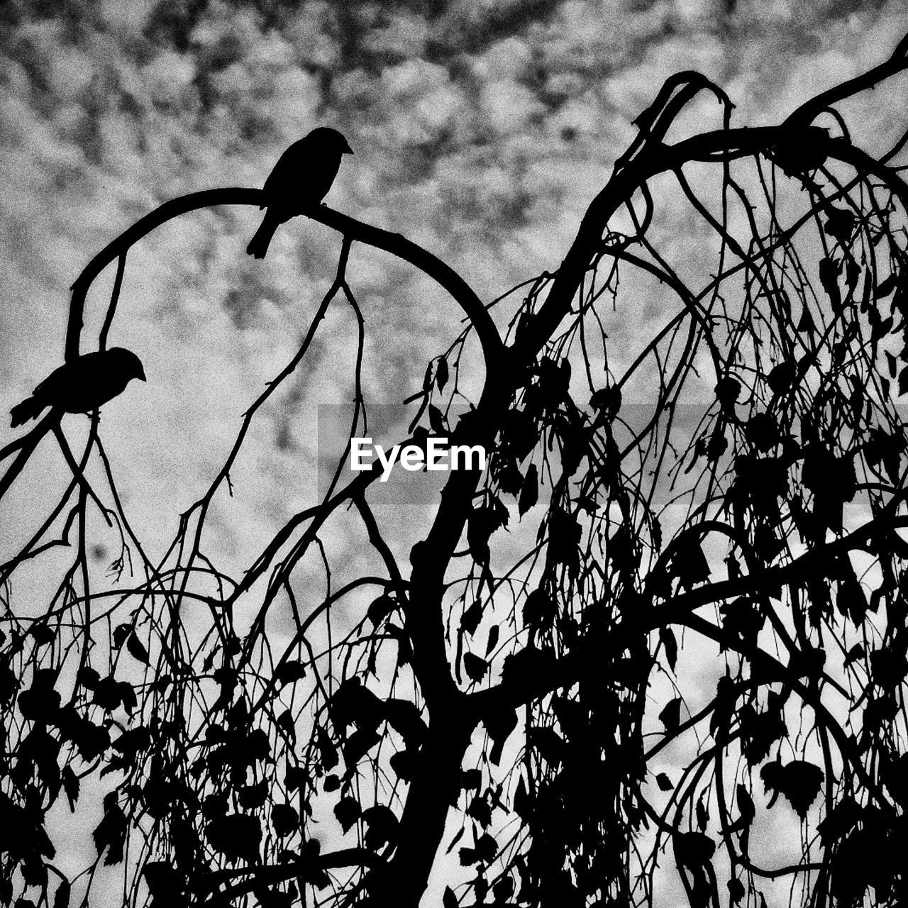 LOW ANGLE VIEW OF SILHOUETTE FLOWER AGAINST TREES