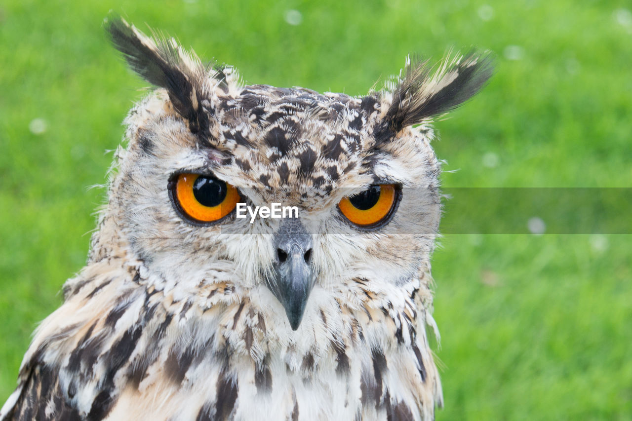 CLOSE-UP PORTRAIT OF OWL