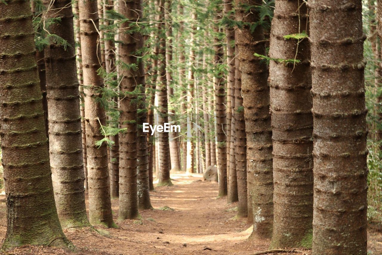 View of trees in forest