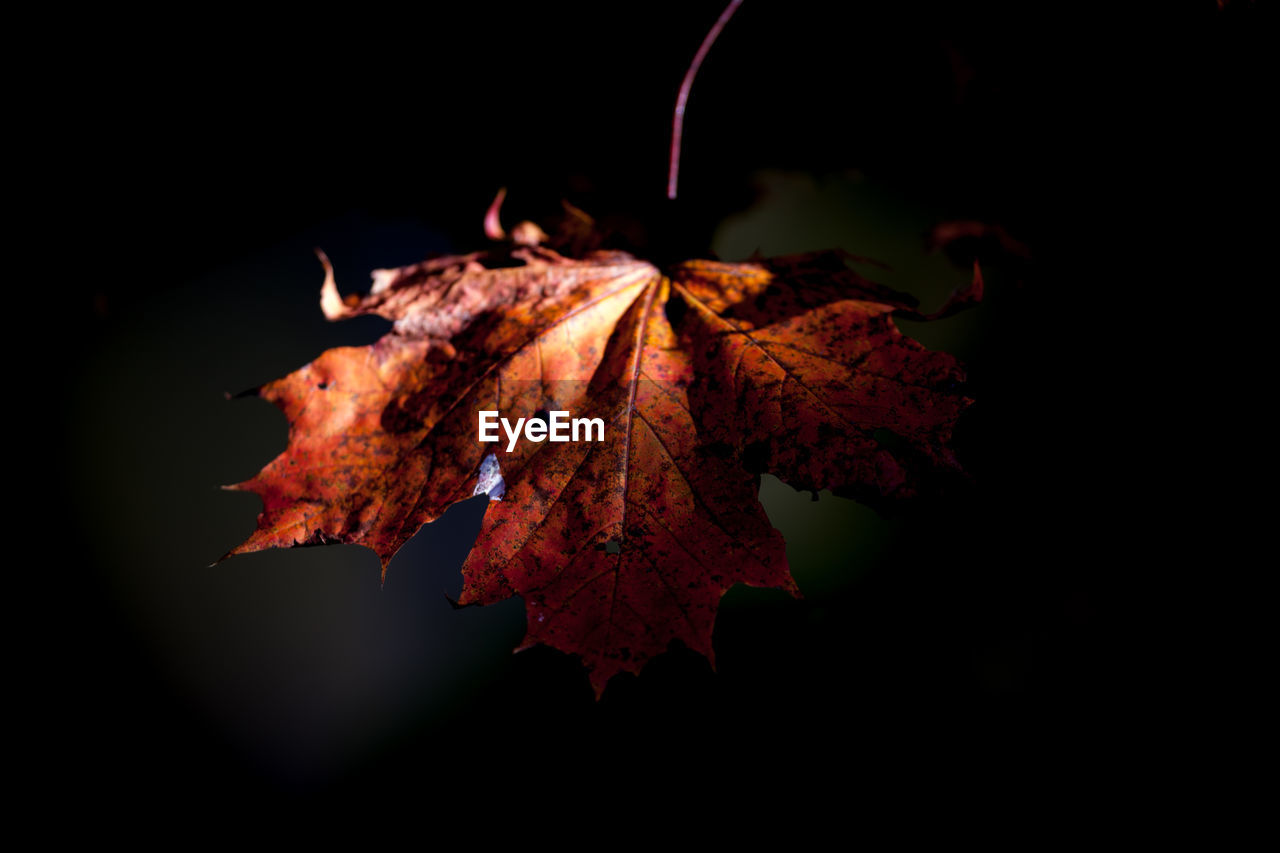 Close-up of dry maple leaf against black background