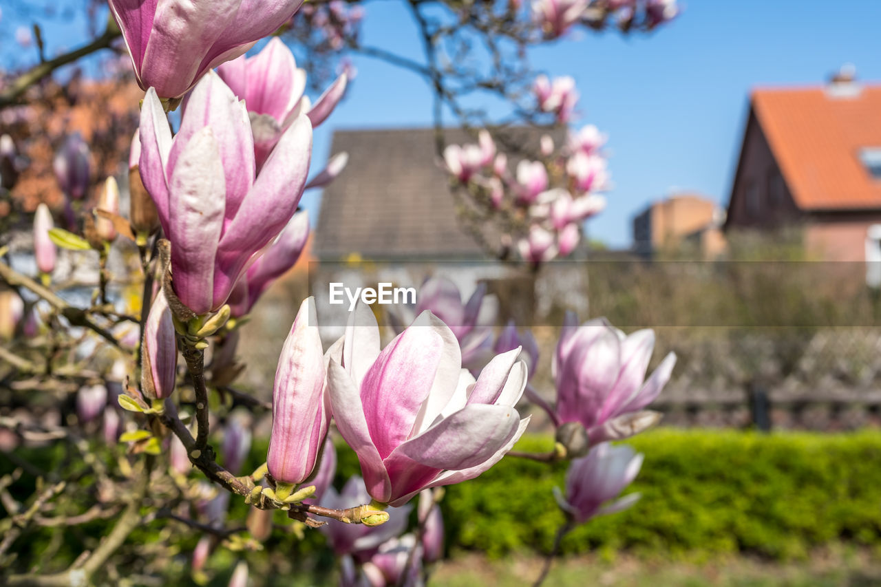 Close-up of pink flowering plant