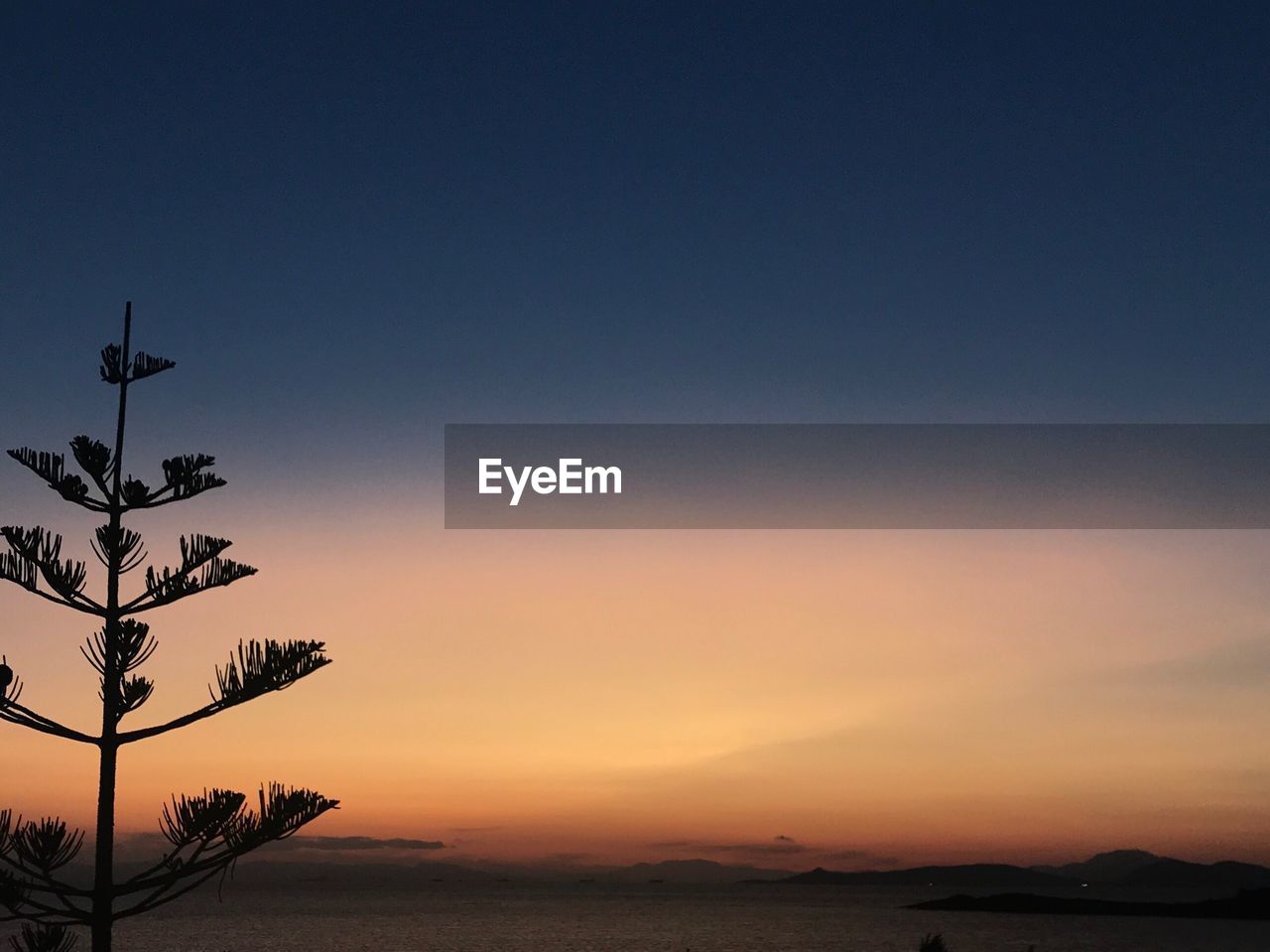 SILHOUETTE TREE ON BEACH AGAINST CLEAR SKY