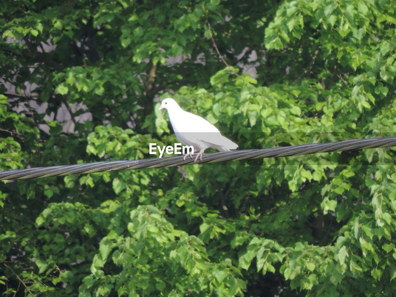 Low angle view of dove perching on cable against tree
