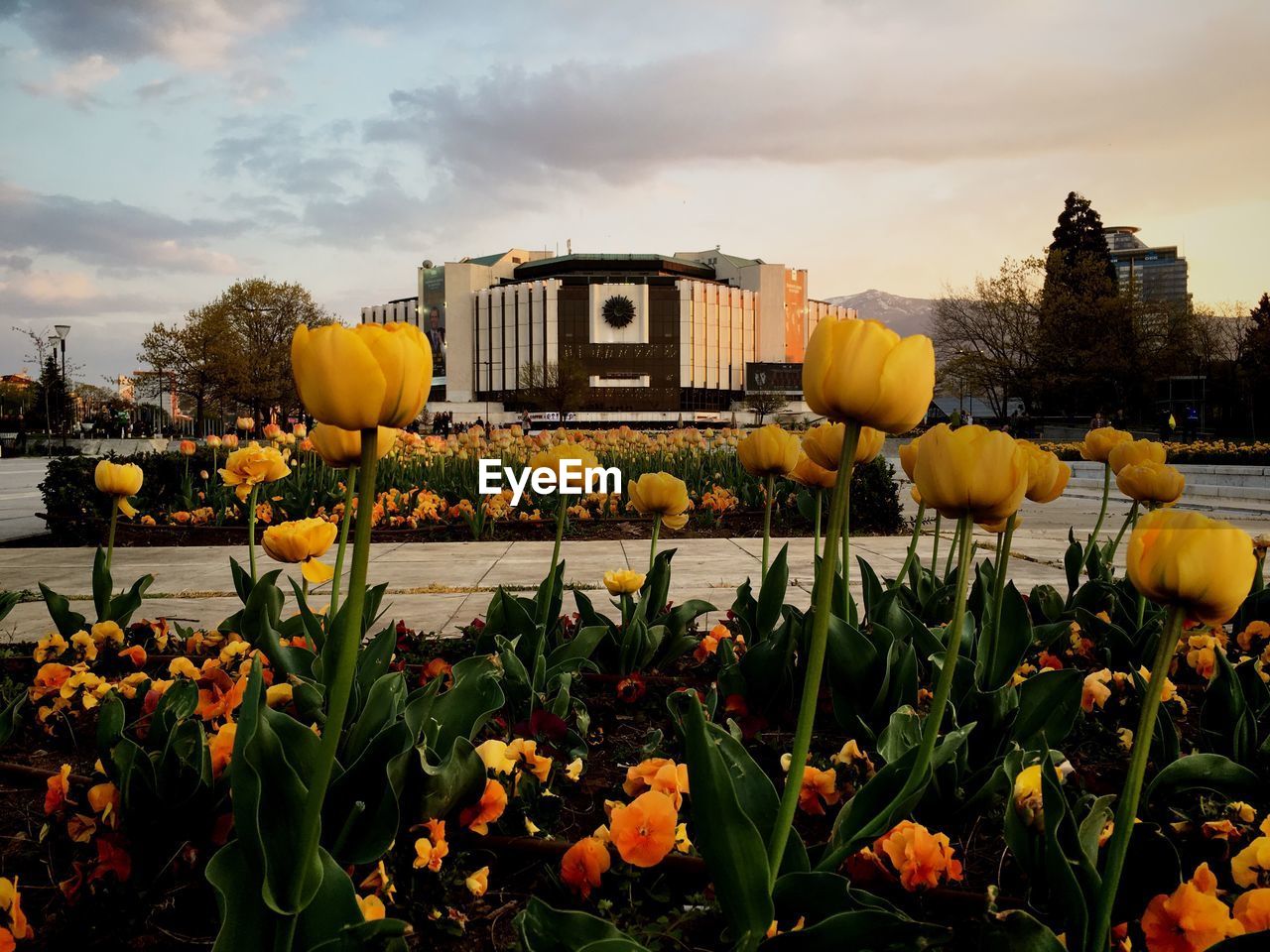 YELLOW TULIPS