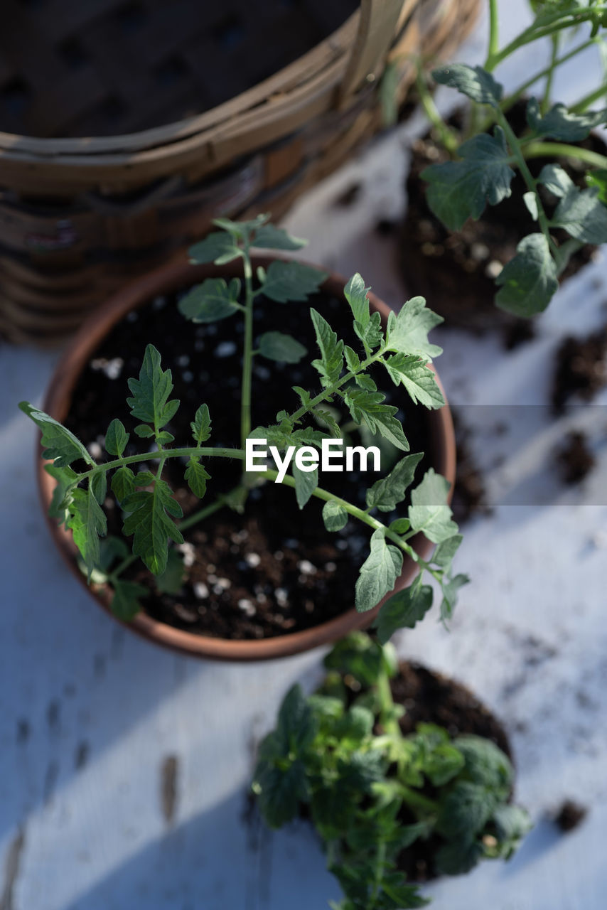 Table top view of gardening or potting bench with young tomato plants, clay pot, garden basket