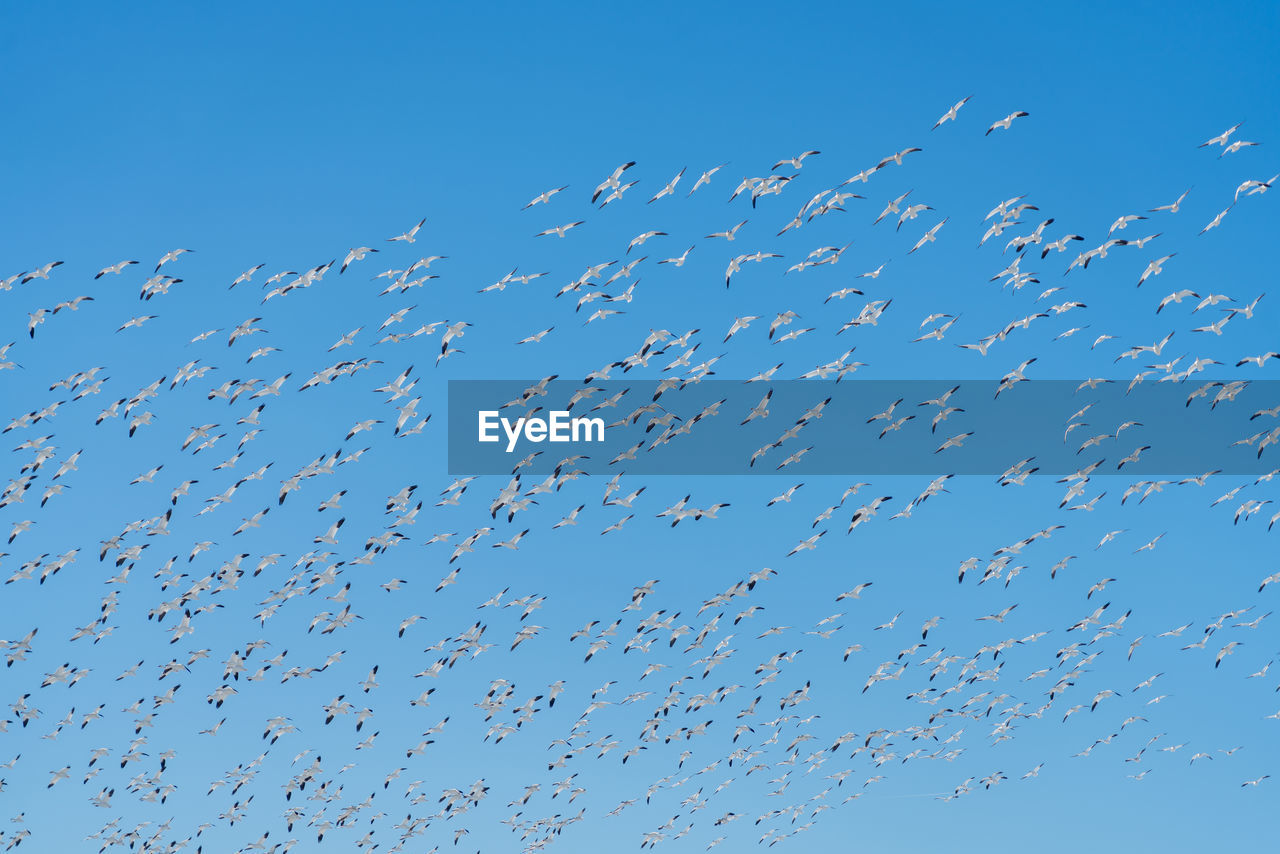 FLOCK OF BIRDS FLYING IN THE SKY