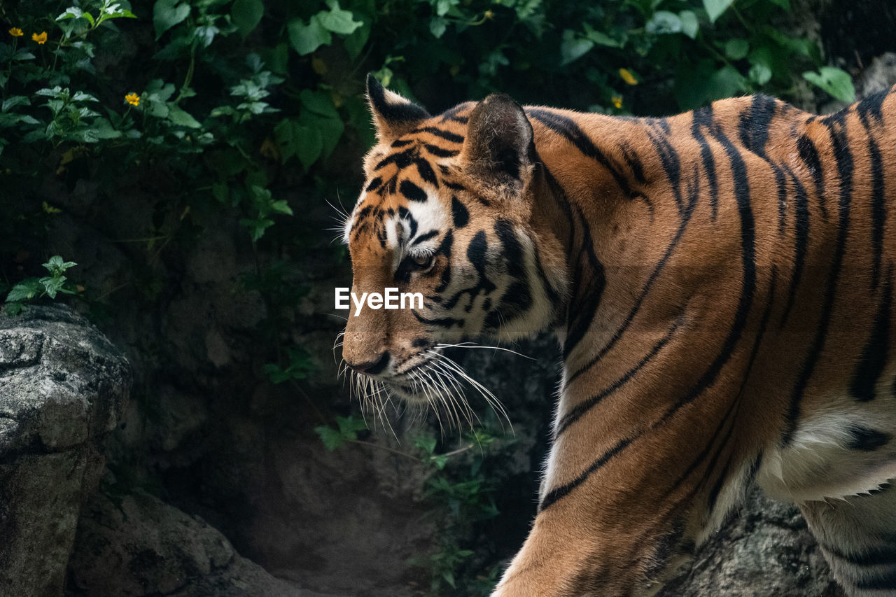 VIEW OF A TIGER IN ZOO