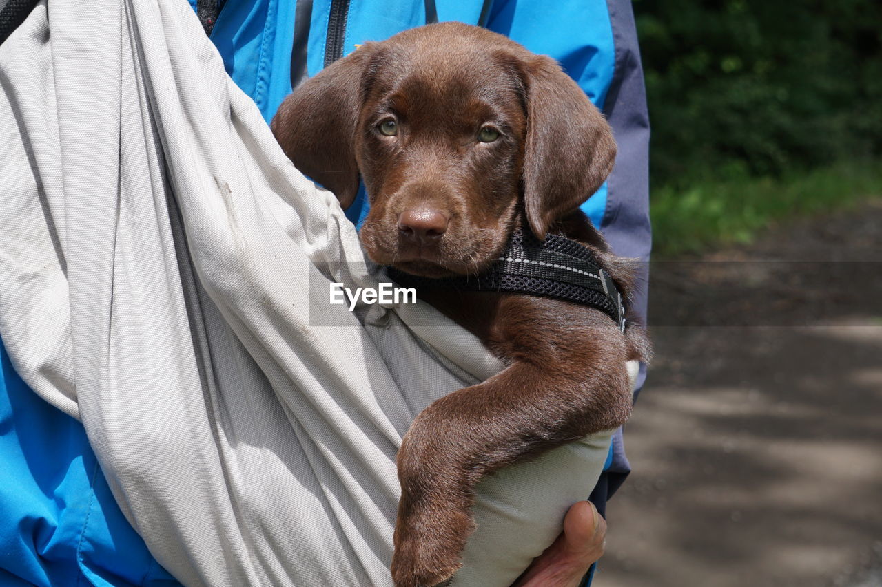 Close-up of puppy sitting outdoors