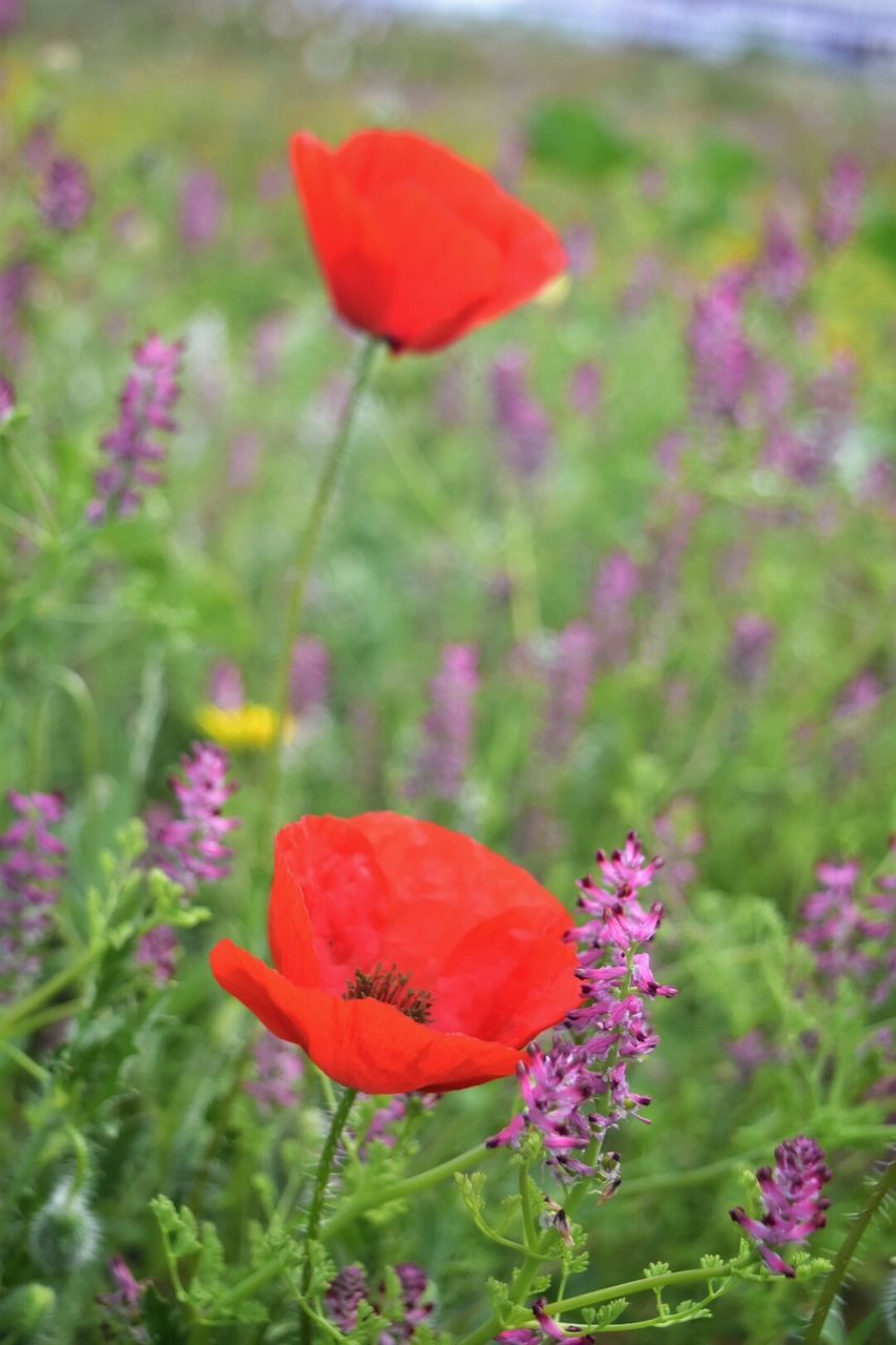 CLOSE-UP OF HONEY BEE ON RED POPPY FLOWERS