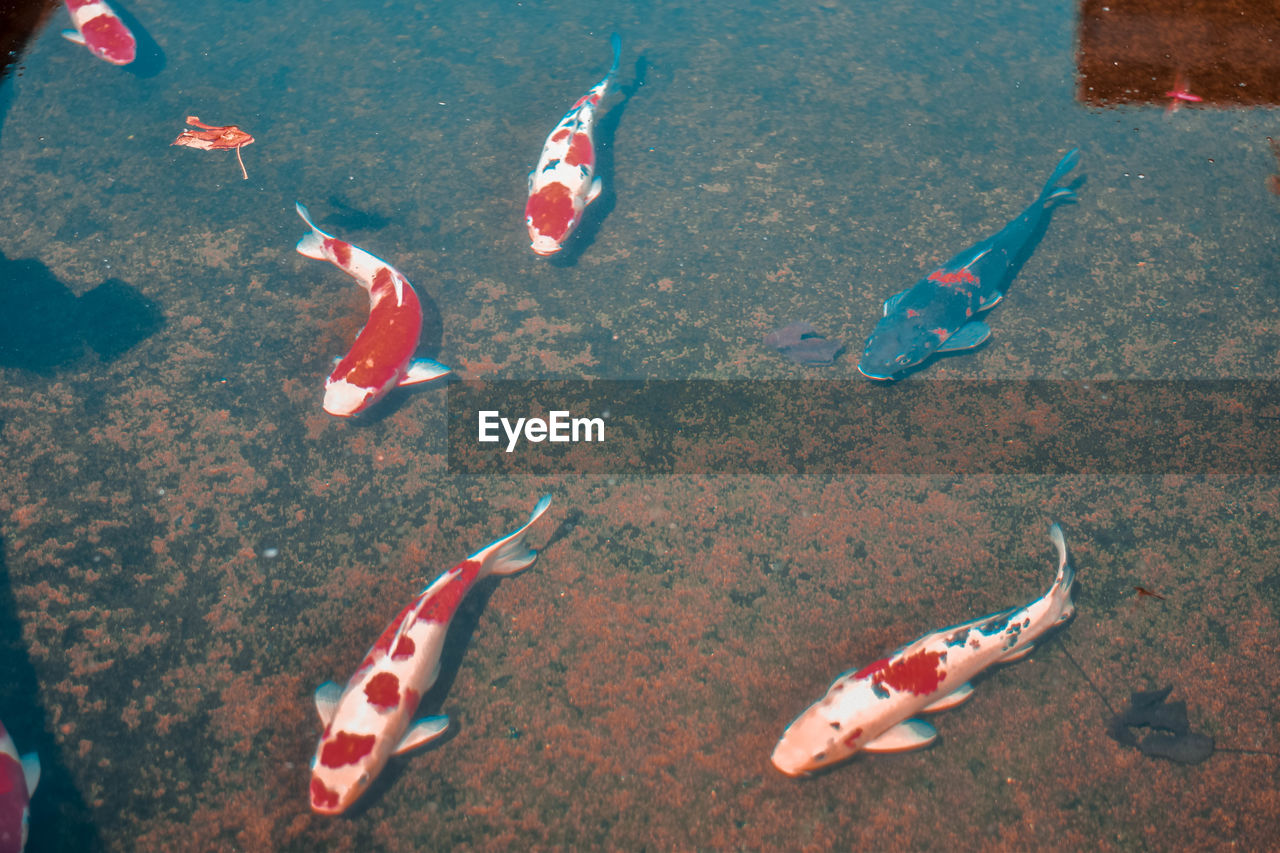 HIGH ANGLE VIEW OF FISH UNDERWATER