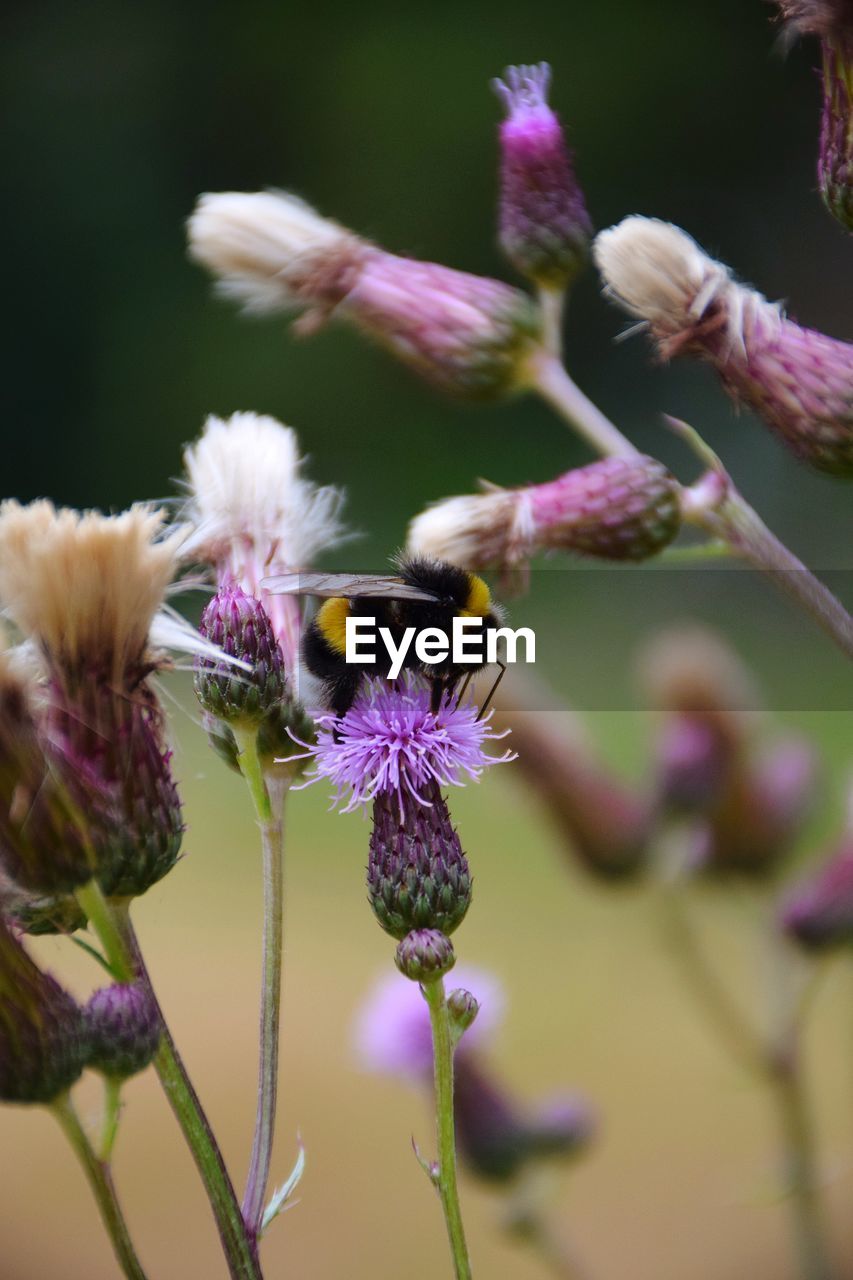 Close-up of purple flowering plant