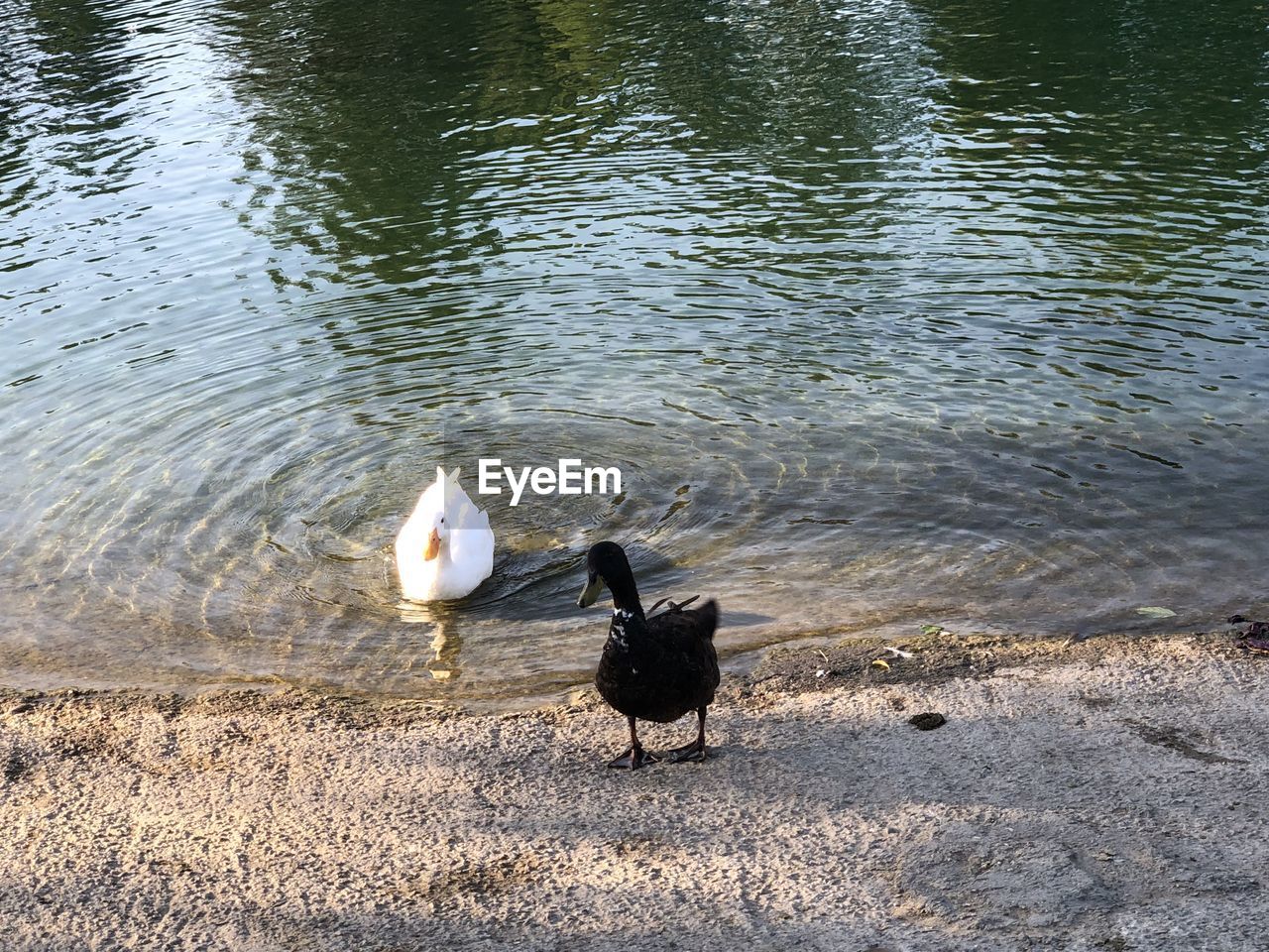 HIGH ANGLE VIEW OF BIRDS ON LAKE