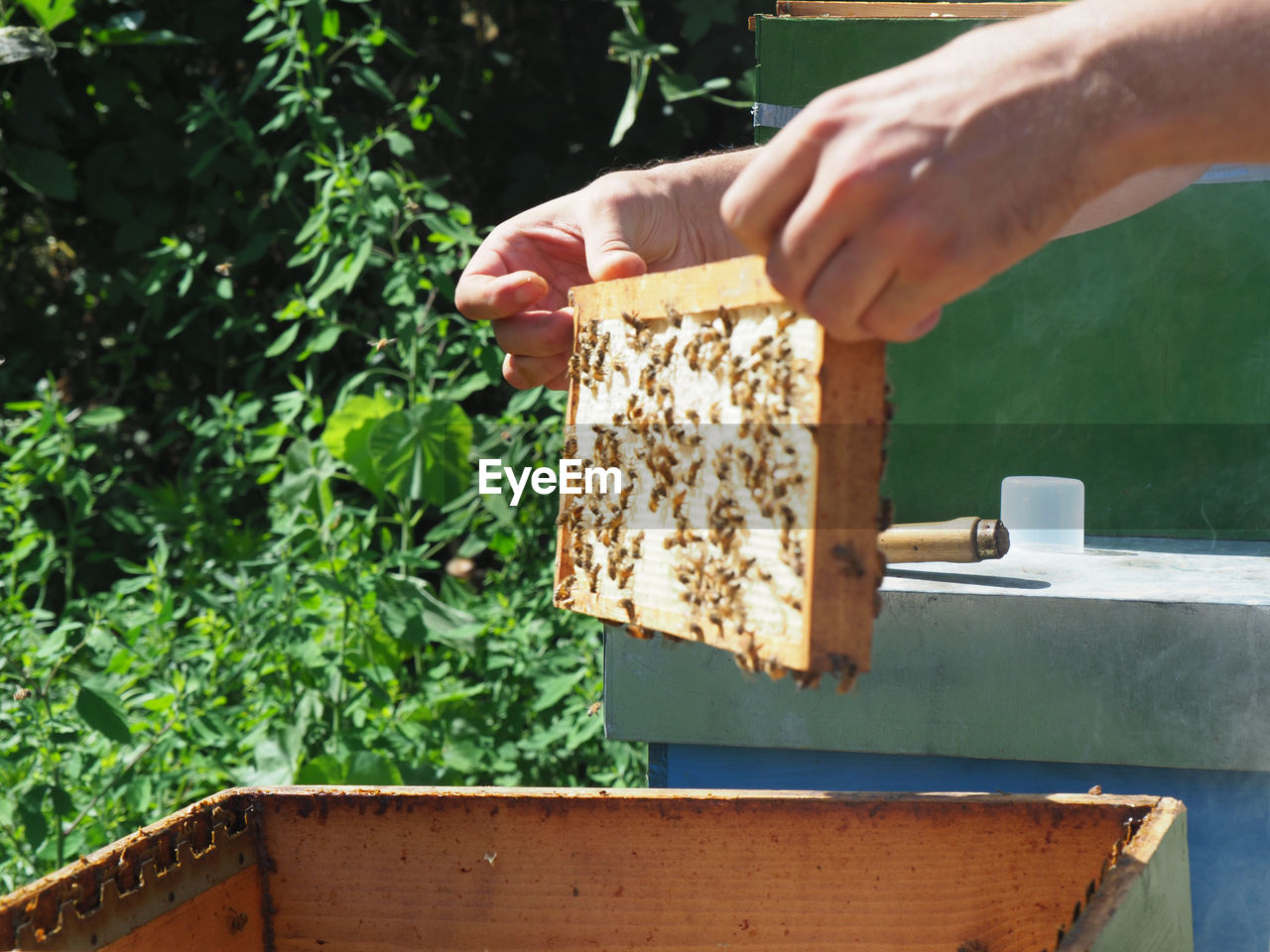 bee, hand, insect, apiary, beehive, beekeeper, one person, nature, plant, honeycomb, apiculture, holding, food, growth, animal, agriculture, adult, food and drink, container, day, honey, box, occupation, men, outdoors, wood, close-up, animal themes, beauty in nature, green, freshness, organic, animal wildlife, rural scene, wildlife, crate