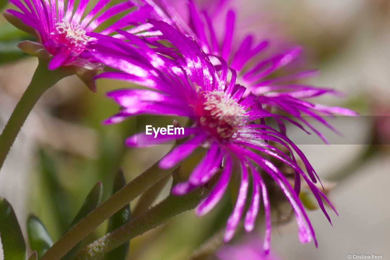 Close-up of pink flowers