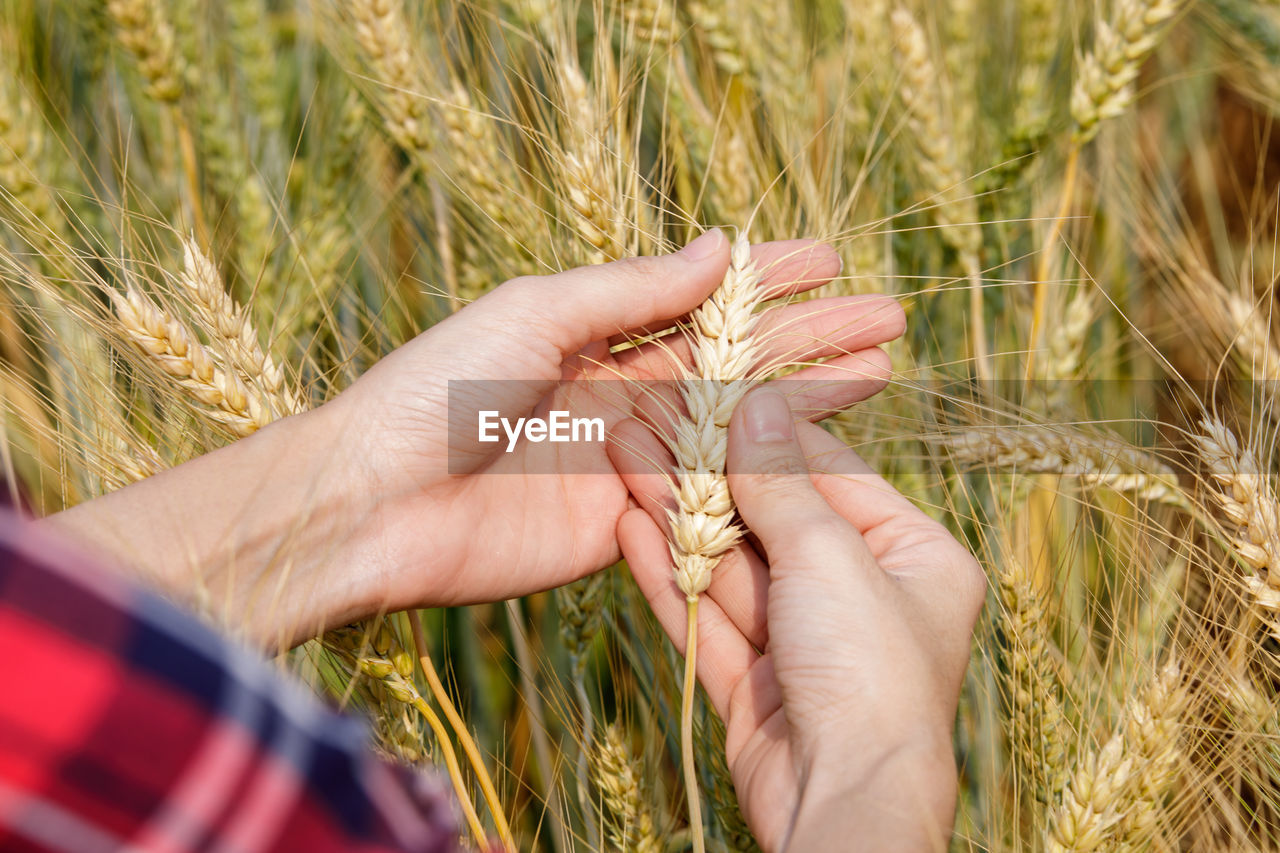 Farmer girl hand holding the ear of barley.
