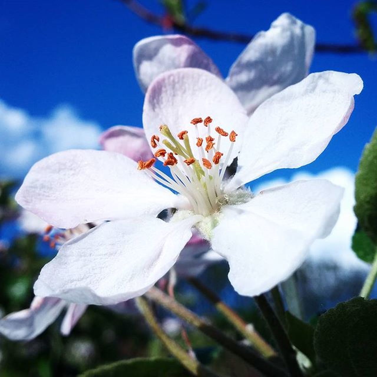 CLOSE-UP OF WHITE FLOWERS BLOOMING OUTDOORS