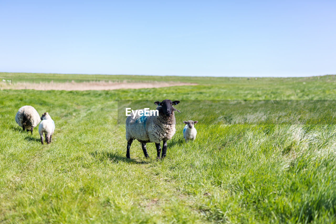 HERD OF SHEEP IN FARM