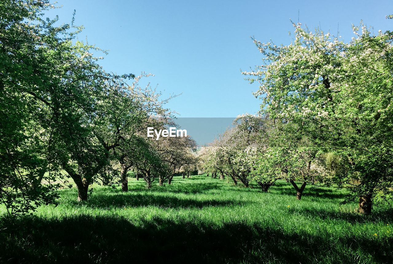 TREES AND PLANTS ON FIELD AGAINST SKY