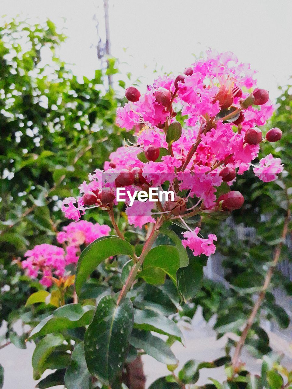 CLOSE-UP OF PINK FLOWERS GROWING IN PLANT