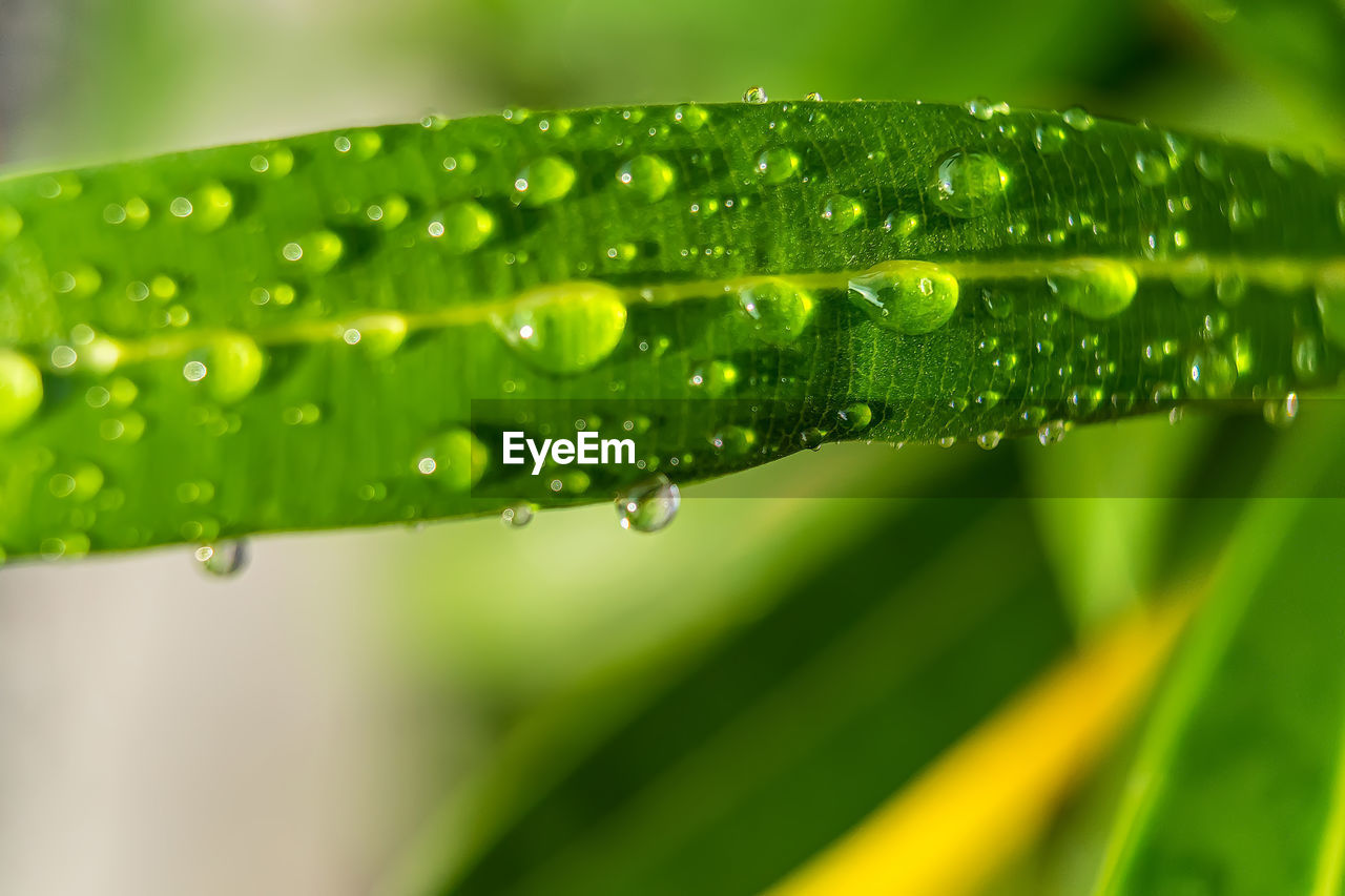 CLOSE-UP OF WATER DROPS ON LEAVES